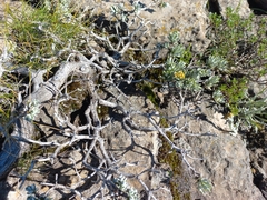 Helichrysum trilineatum