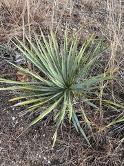Yucca constricta