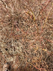 Rose rosette emaravirus