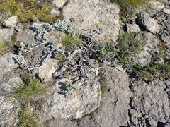 Helichrysum trilineatum
