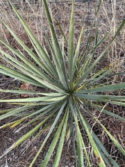 Yucca constricta