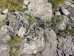 Helichrysum trilineatum