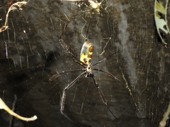 Trichonephila fenestrata
