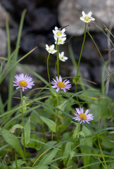 Erigeron peregrinus