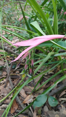 Billbergia image