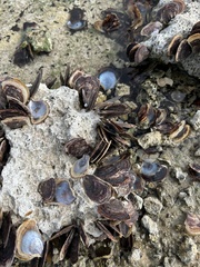 Isognomon alatus