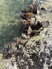 Isognomon alatus