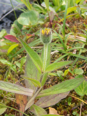 Arnica lanceolata