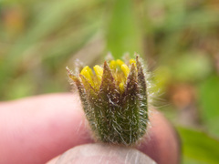 Arnica lanceolata