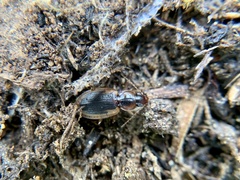 Tanystoma maculicolle