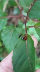Coccinella algerica
