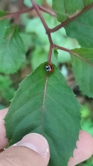 Coccinella algerica