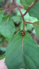 Coccinella algerica