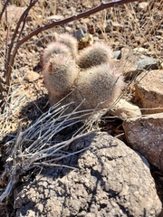 Echinocereus