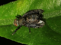 Platystoma