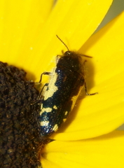 Acmaeodera pulchella