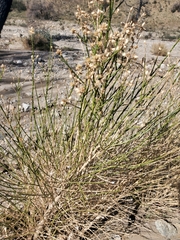 Lepidospartum squamatum