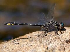 Phanogomphus quadricolor
