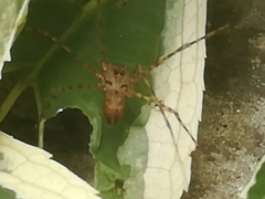 Scytodes globula