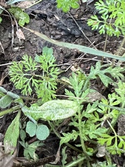 Chaerophyllum tainturieri