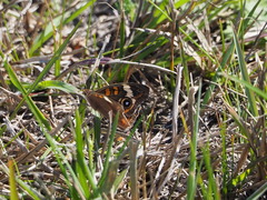 Junonia stemosa