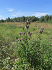 Cirsium pendulum