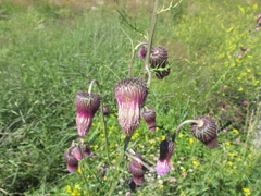 Cirsium pendulum