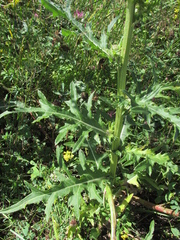 Cirsium pendulum