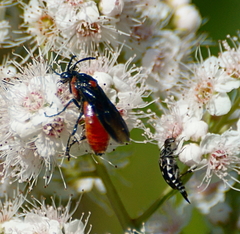 Hoshihananomia octopunctata