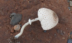 Leucocoprinus cretaceus