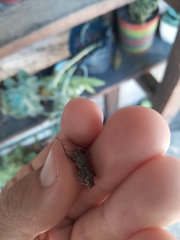 Naupactus xanthographus