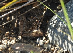 Ptychadena oxyrhynchus