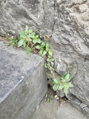 Parietaria judaica