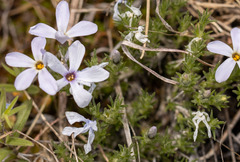 Phlox hoodii