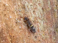 Orchesella cincta
