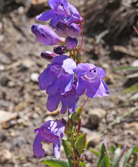 Penstemon strictus