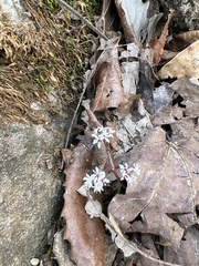 Erigenia bulbosa