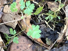 Corydalis flavula