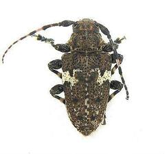 Aegomorphus quadrigibbus