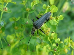 Stenocorus meridianus