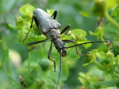 Stenocorus meridianus