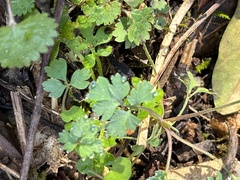 Corydalis flavula