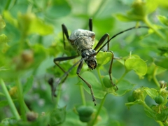 Stenocorus meridianus