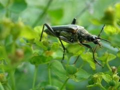 Stenocorus meridianus