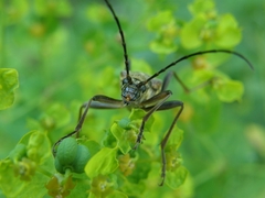 Stenocorus meridianus
