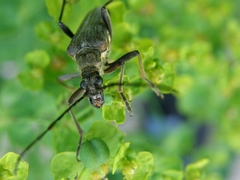 Stenocorus meridianus