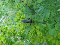 Stenocorus meridianus