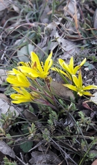 Gagea bohemica