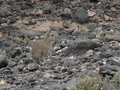 Microcavia australis