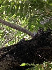 Melanerpes